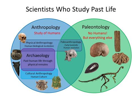 paleontology vs archaeology.